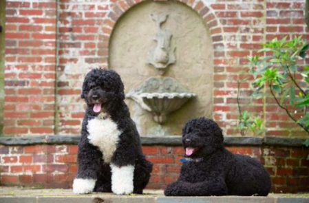 From Socks to Champ: Meet the White House pets