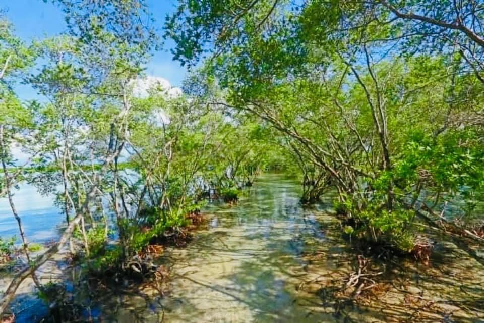 Lapu-Lapu City teams up with DENR-Central Visayas to protect mangrove areas