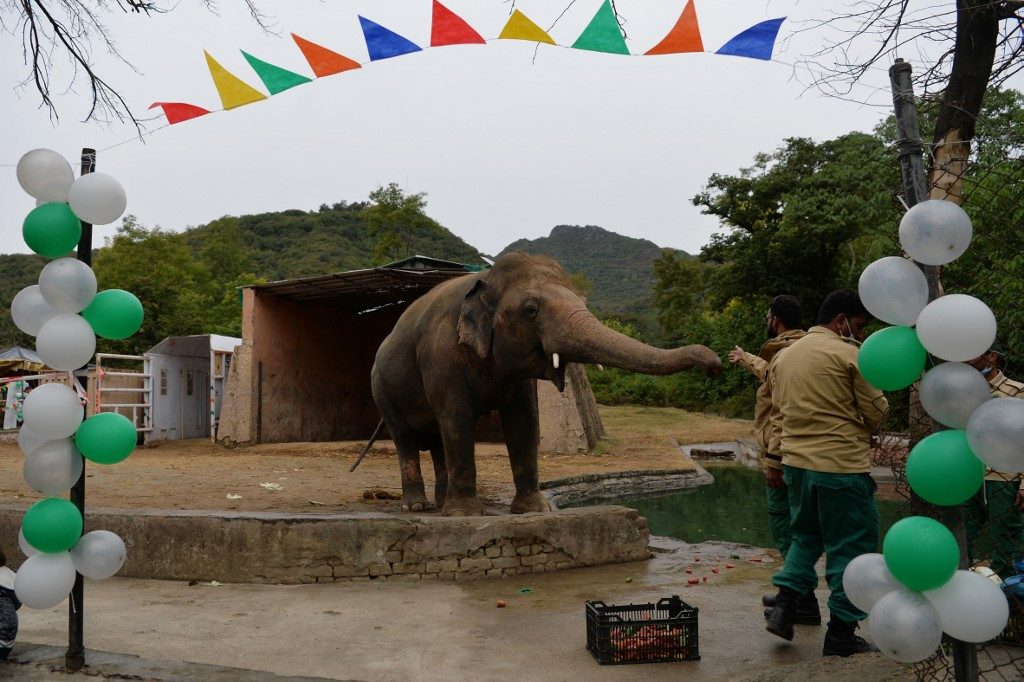 Mammoth move: ‘Loneliest’ elephant heads to Cambodia after Cher campaign