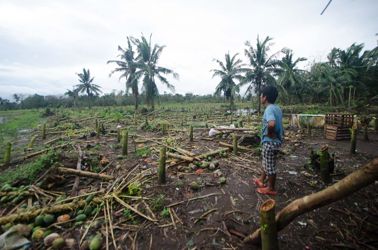 Typhoon Ulysses agricultural damage nears P1 billion