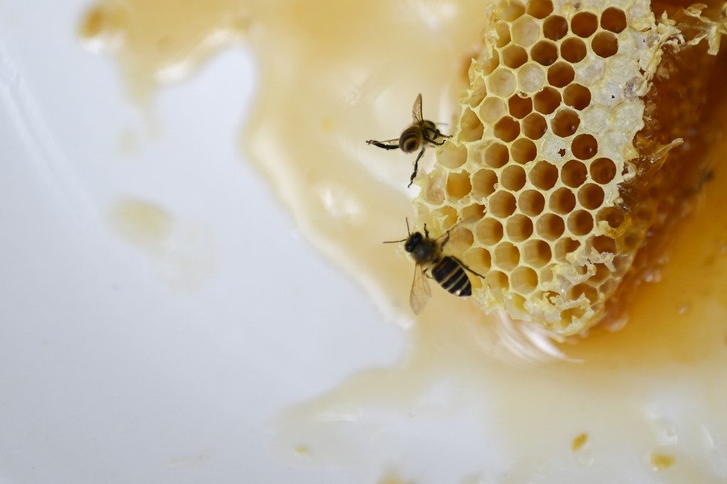 Honey bees use poop power to repel hornet invaders