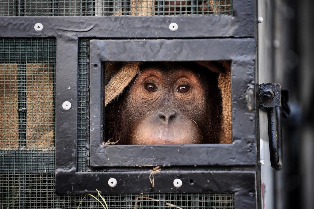 2 smuggled Indonesian orangutans fly home from Thailand