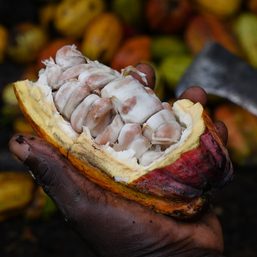 Ivory Coast’s cashew processors driven into bankruptcy by Asian competition