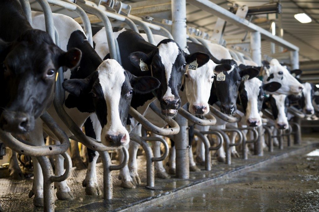 US files USMCA complaint against Canada over dairy exports