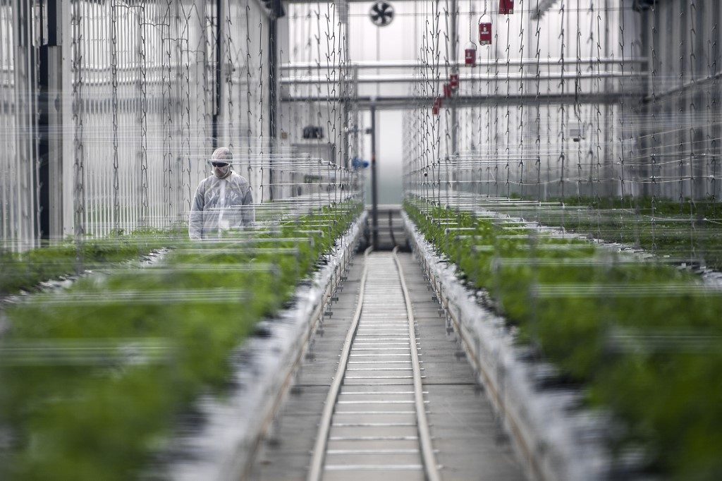 Canada’s Aphria, Tilray merge to form world’s largest pot firm