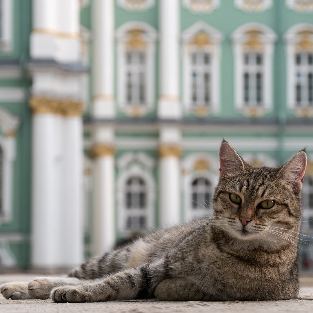 French doctor leaves part of will to Russia’s Hermitage cats