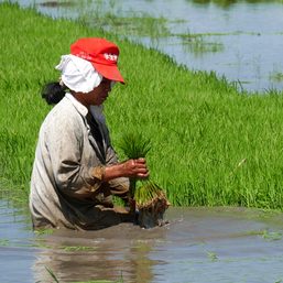 To help farmers, Senate bets seek changes to rice tariffication law