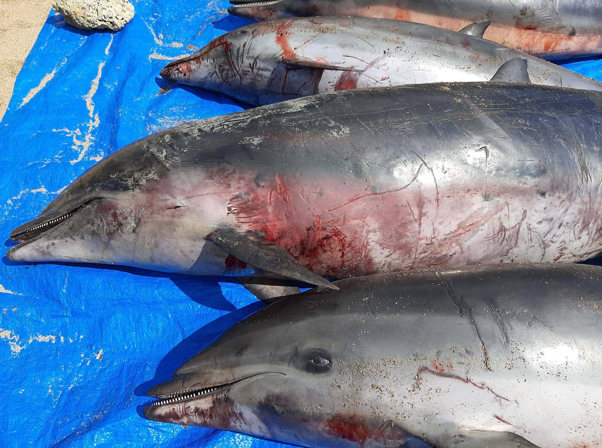 Illegal fishing killing dolphins in Camarines Sur says BFAR Bicol, PMMSN