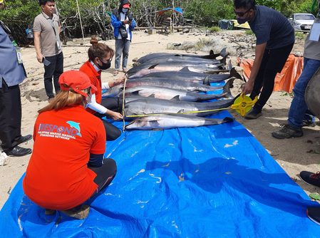 13 dolphins, fleeing from blast fishing, die on shores of Camarines Sur