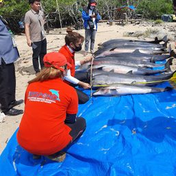 13 dolphins, fleeing from blast fishing, die on shores of Camarines Sur