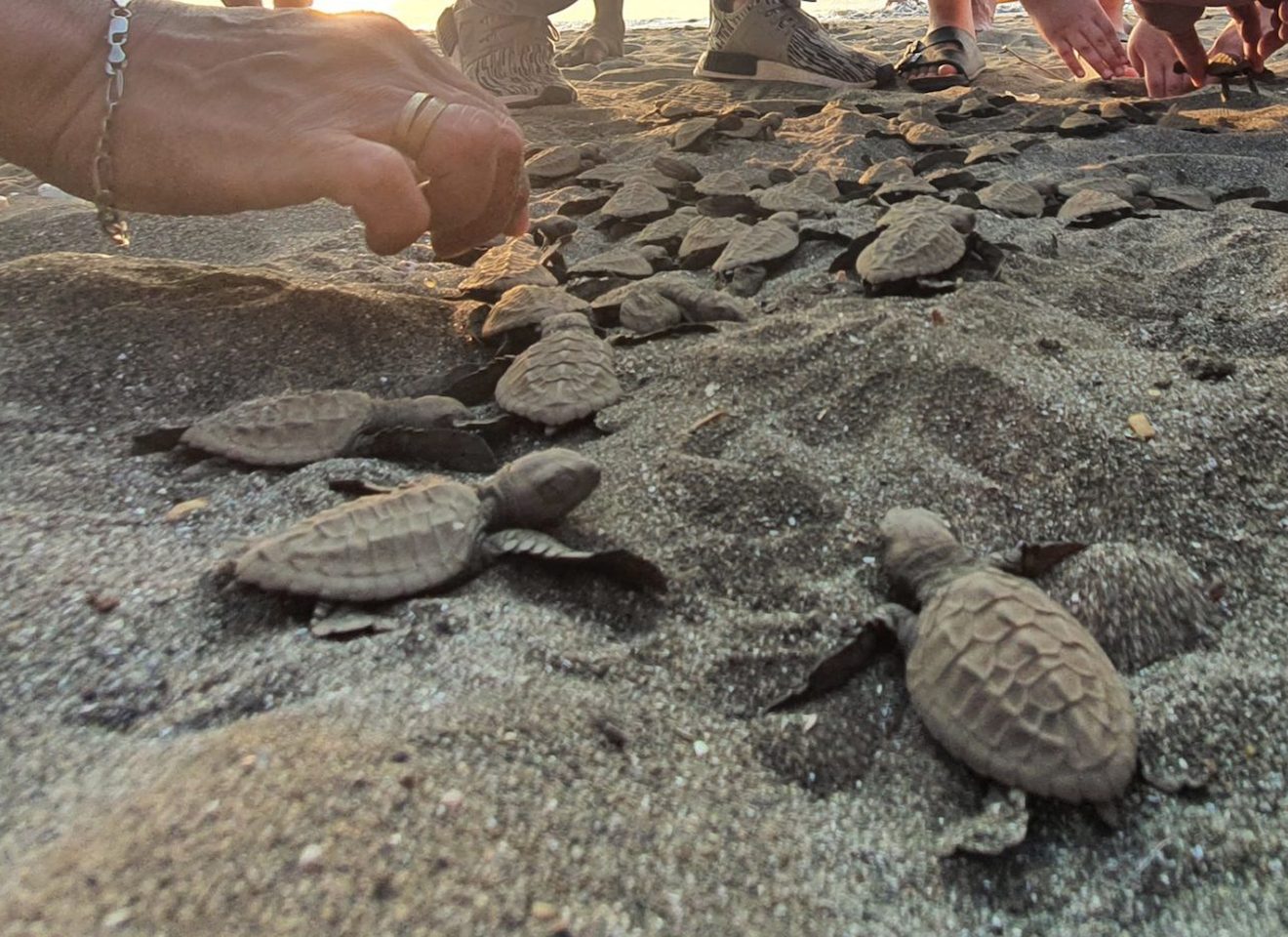 Olive ridley sea turtles hatchlings released in Naic