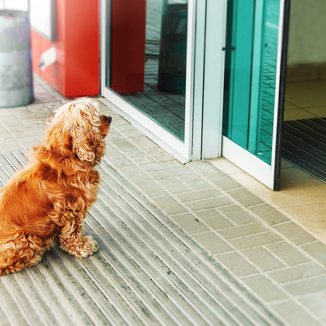 Puppy love: Dog waits 6 days outside Turkish hospital for sick owner