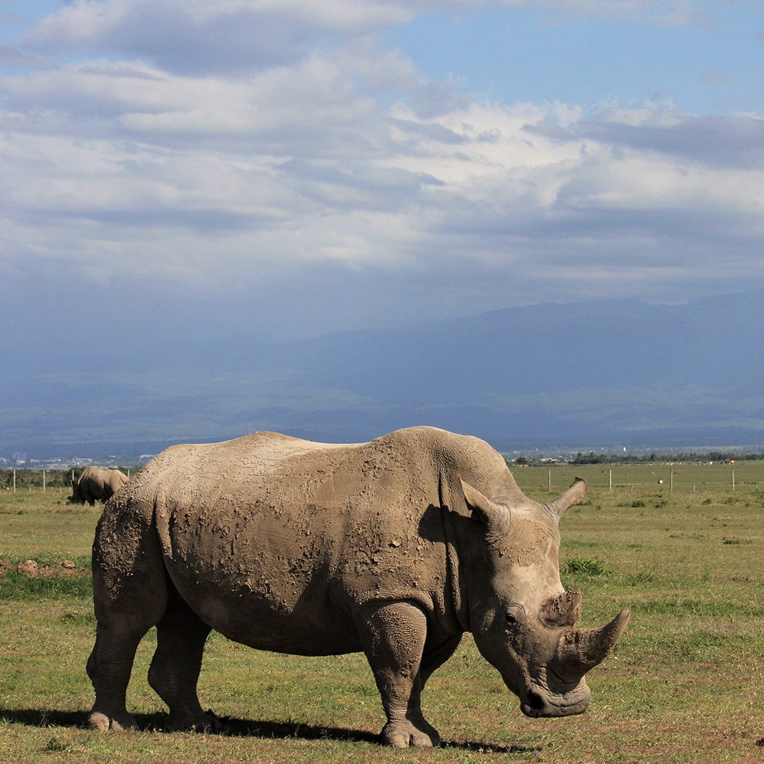 Scientists produce embryos in race to save northern white rhino from extinction