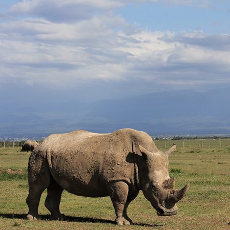 Scientists produce embryos in race to save northern white rhino from extinction