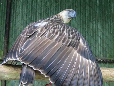 ‘Icon of hope’: Philippine eagle Pag-asa dies at 28