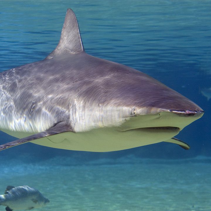 Rare shark attack in Australia’s Swan River near Perth