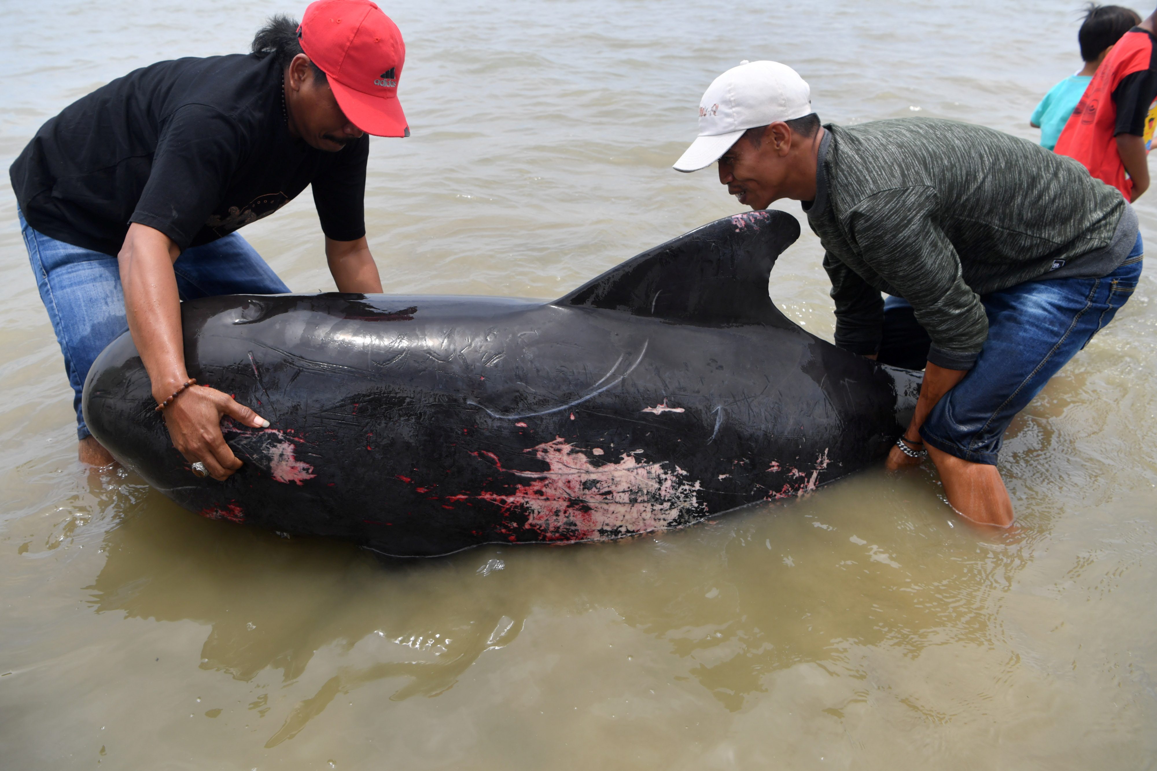 Dozens of whales die on Indonesian beach
