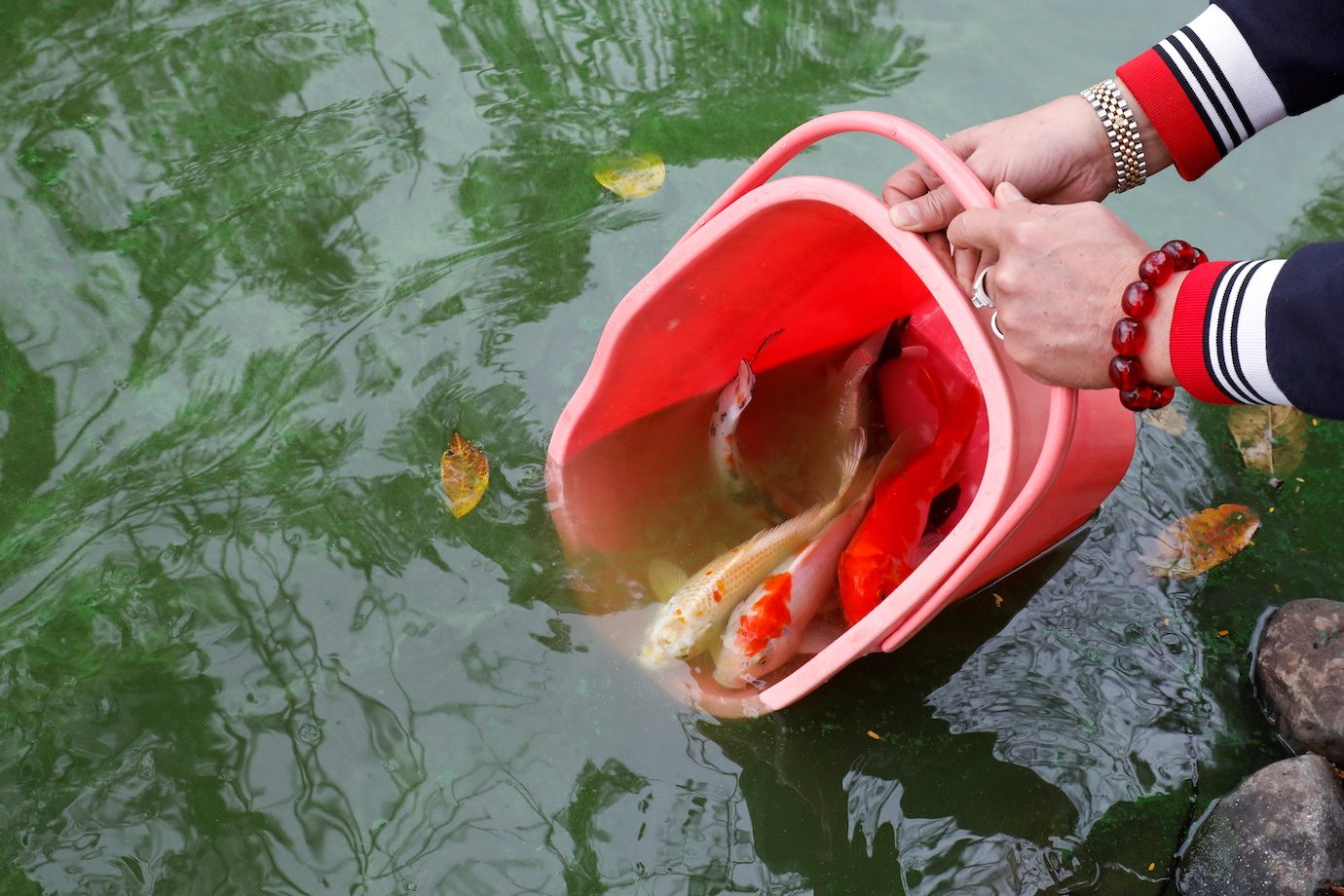 Carp diem: Vietnamese mark Lunar New Year with annual fish release