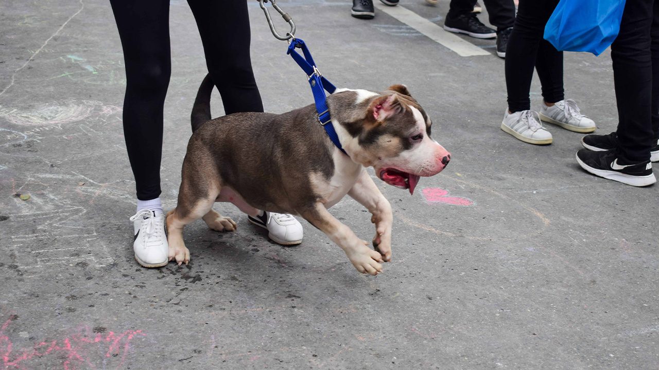 Baguio’s new dog ownership ordinance keeps pets, owners on tight leash
