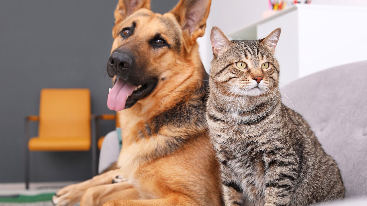 Cats don’t avoid strangers who behave badly towards their owners, unlike dogs