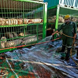 ASF threatens South Cotabato, General Santos hog industry again