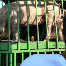 After almost 2 years, Duterte declares state of calamity over African swine fever