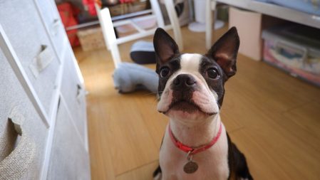 Bringing home a new puppy? Here’s how to prepare your home – and yourself