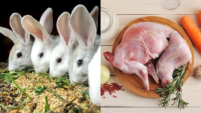 Rabbit as alternative to pork? It’s quite pricey in PH