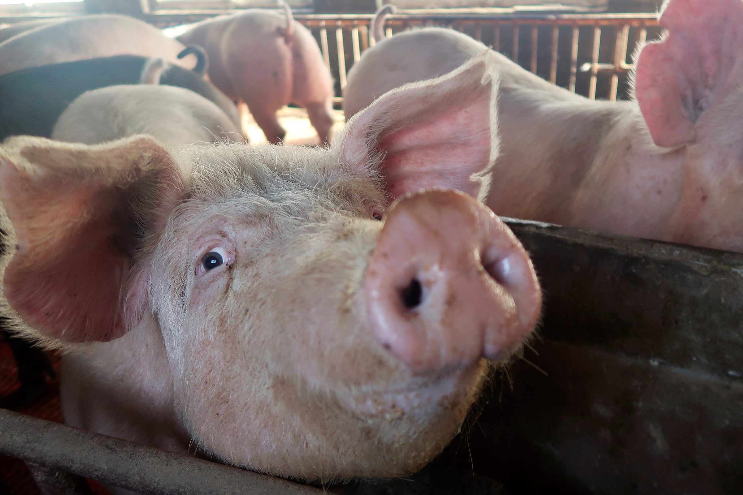 Organ decay halted, cell function restored in pigs after death – study
