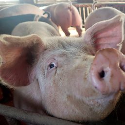 Pigs can play video games, scientists discover