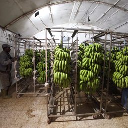 Digging for victory: Algeria turns to bananas in trade gap battle