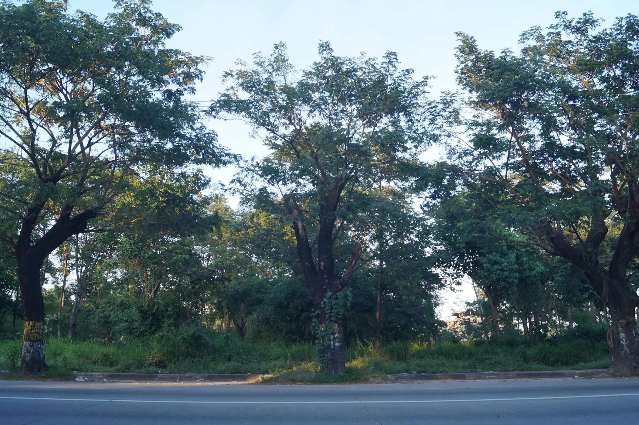Court rejects bid to save 259 trees from Pampanga road project