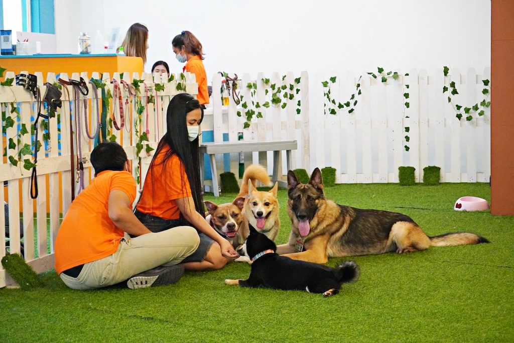 Pet Me is your dog’s new playground for socializing in BGC