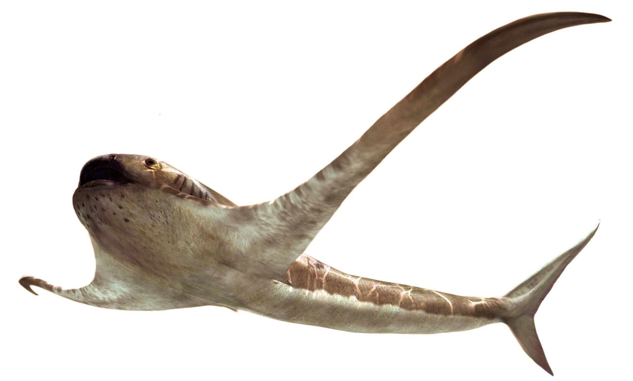 Bizarre ancient shark glided through sea with lengthy wing-like fins