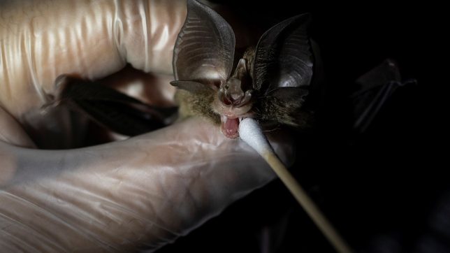 By catching bats, Filipino ‘virus hunters’ hope to stop next pandemic