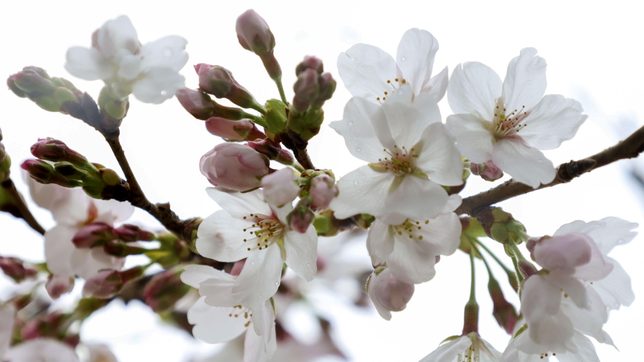 Kyoto’s earliest cherry blooms in 1,200 years point to climate change, says scientist
