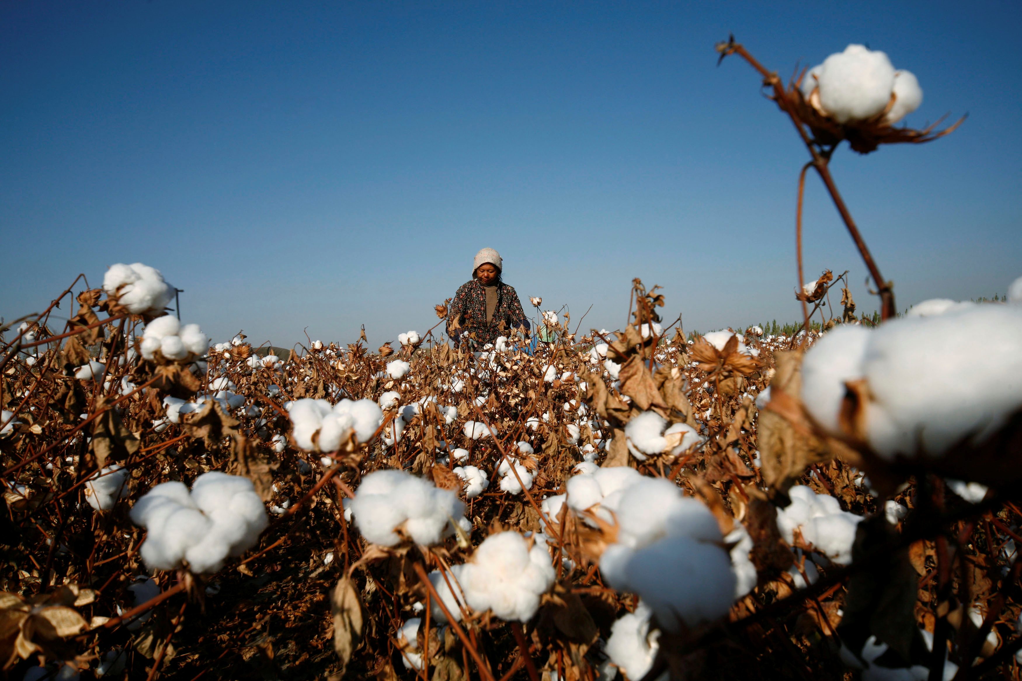 China branch of cotton trade body finds no forced labor in Xinjiang