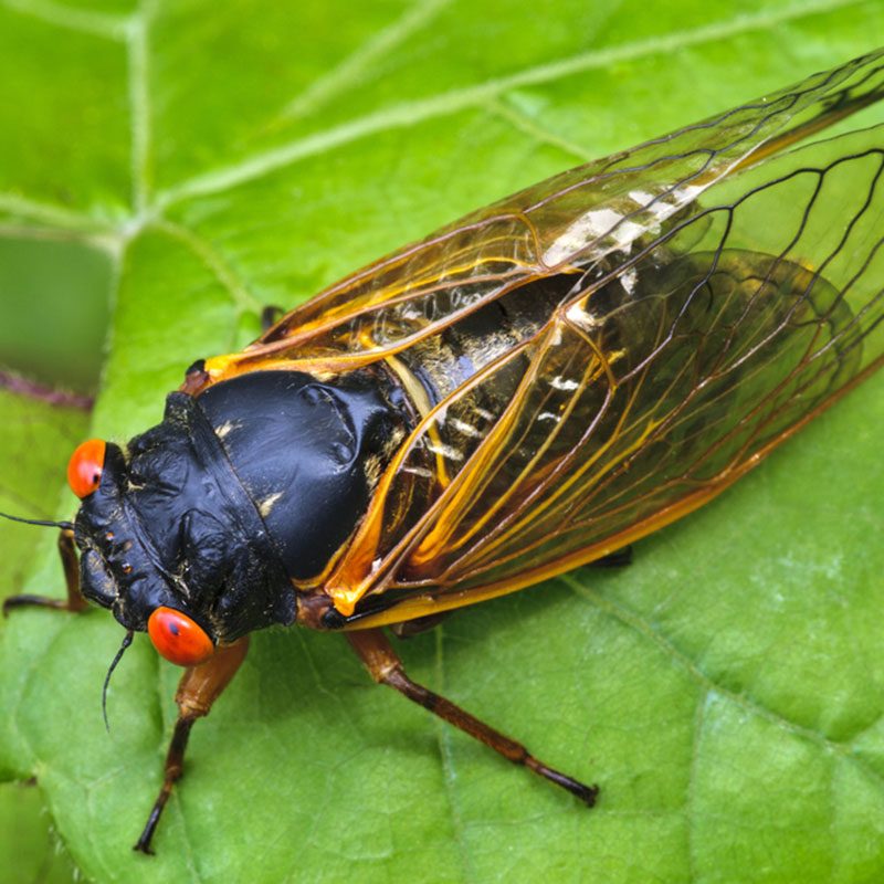 ‘A loud month, for sure’: US awaits huge, 17-year cicada hatch