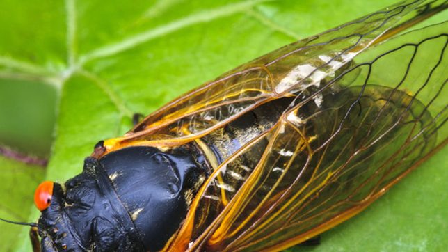 ‘A loud month, for sure’: US awaits huge, 17-year cicada hatch