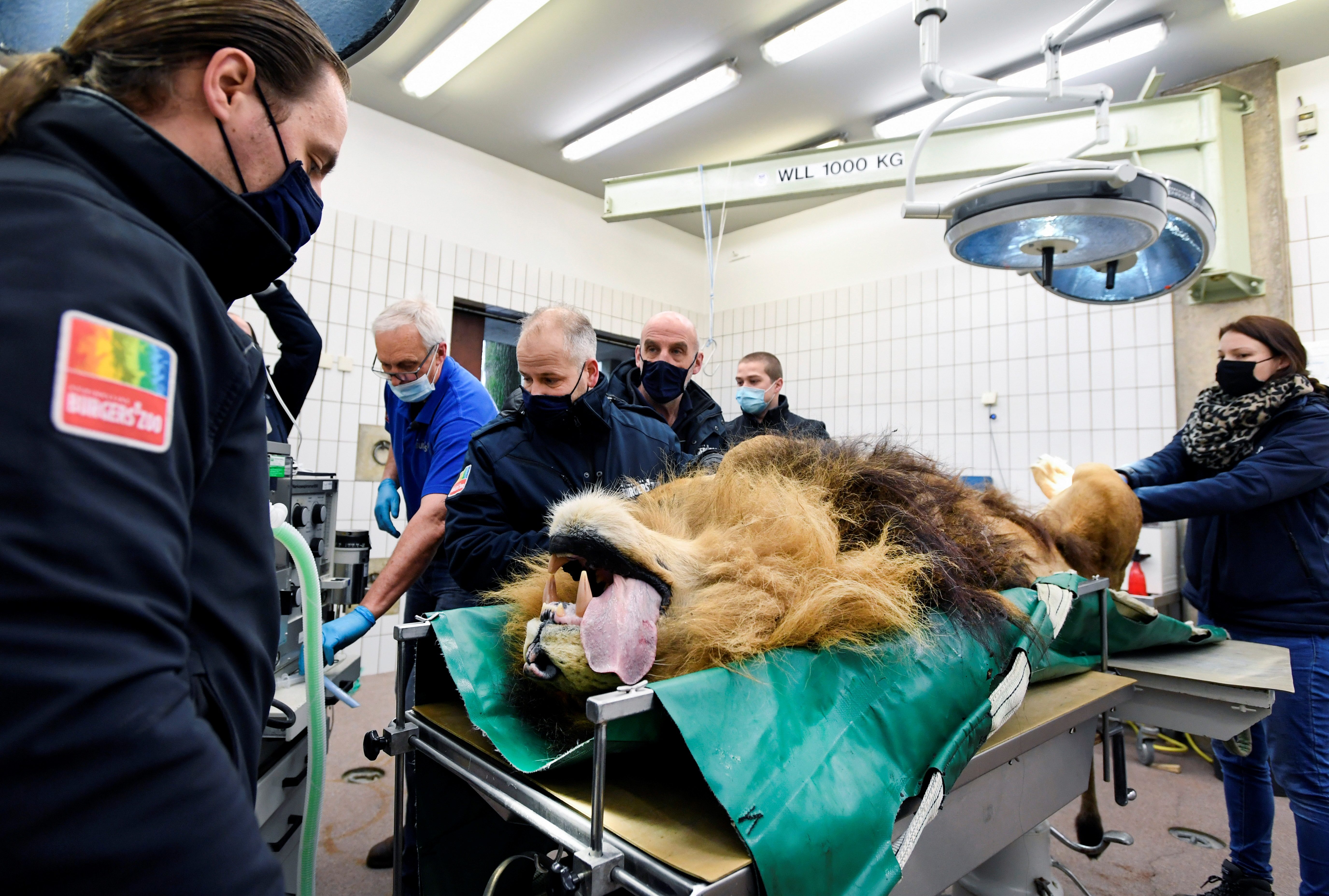Lion has vasectomy after siring 5 cubs in a year