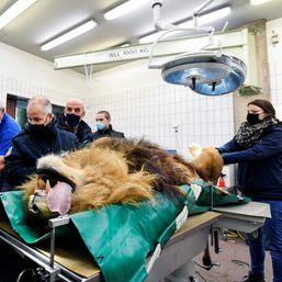 Lion has vasectomy after siring 5 cubs in a year