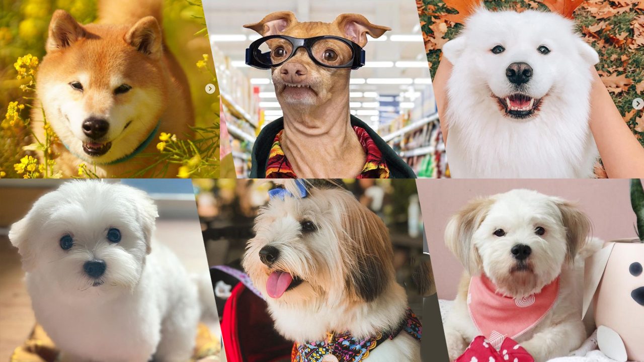 6 pup influencers to brighten your day