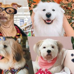 6 pup influencers to brighten your day