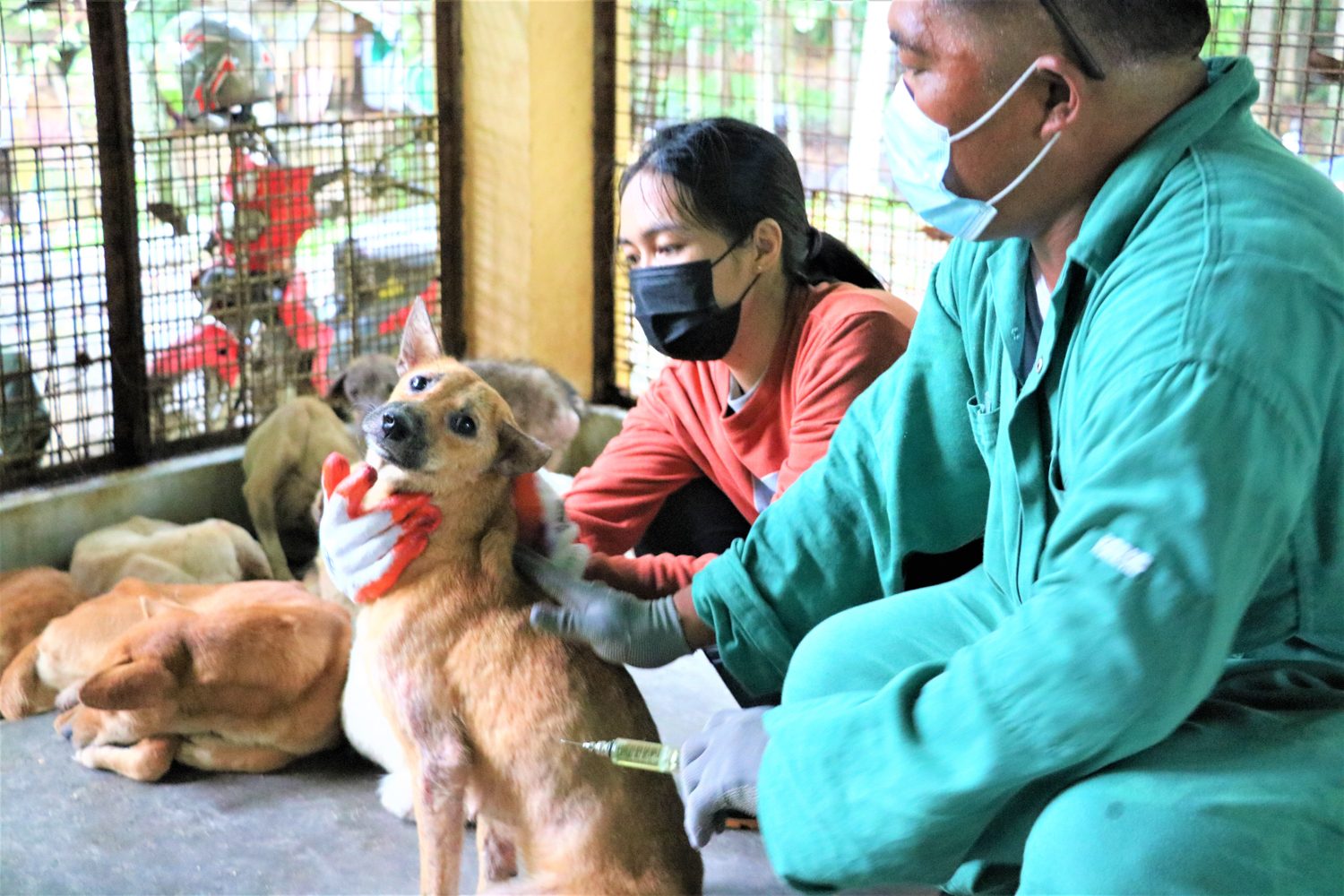 Malnourished, sickly dogs at Dipolog City Pound spark calls for responsible pet ownership