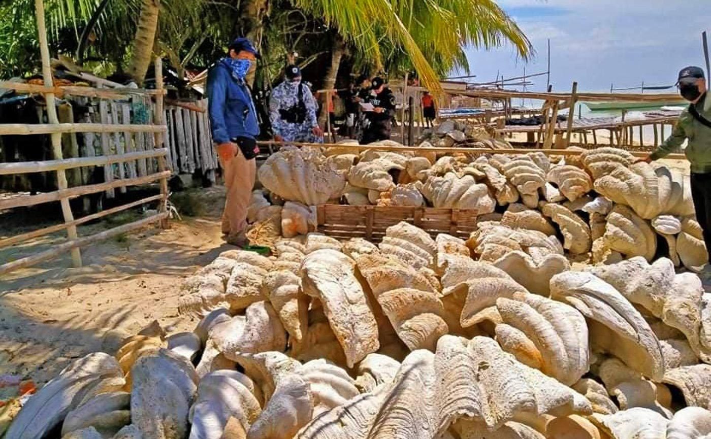 P1.2 billion worth of giant clams seized in Palawan raid