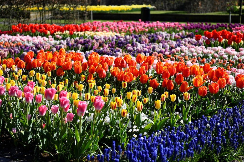 Millions of Dutch tulips bloom again, in a spectacle few will see