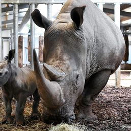Baby rhinoceros born in Dutch zoo on Easter Sunday
