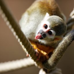 First human-monkey embryos created – a small step towards a huge ethical problem