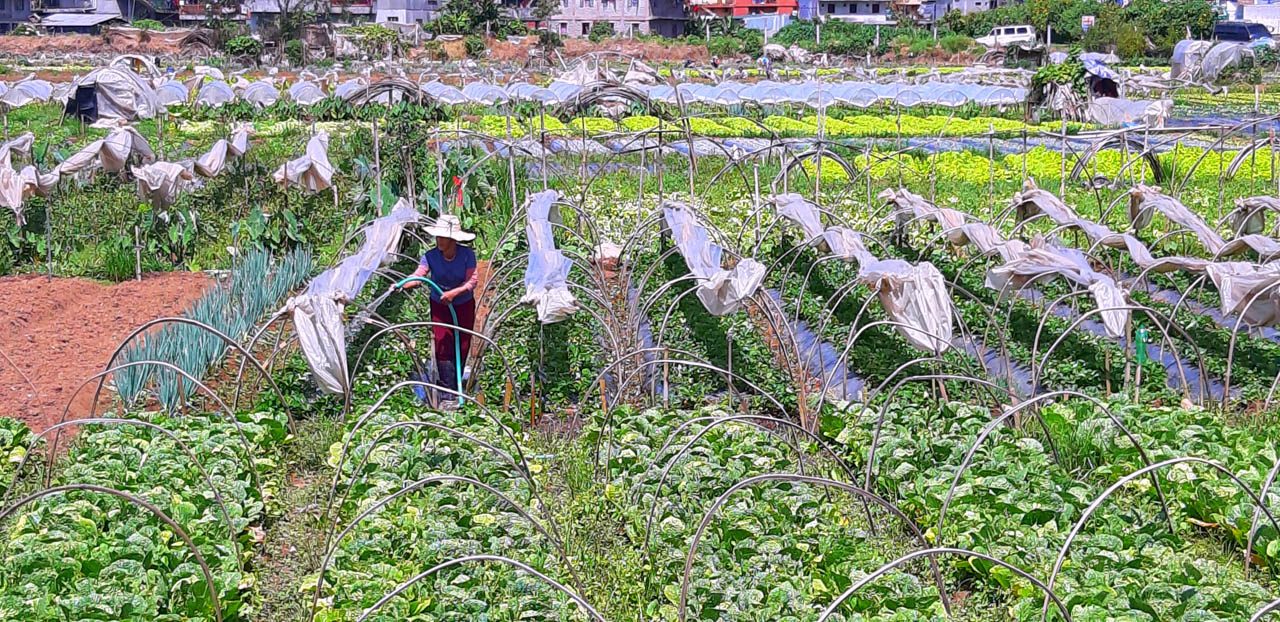 SUCs in agricultural areas should focus on farming courses, Lacson proposes