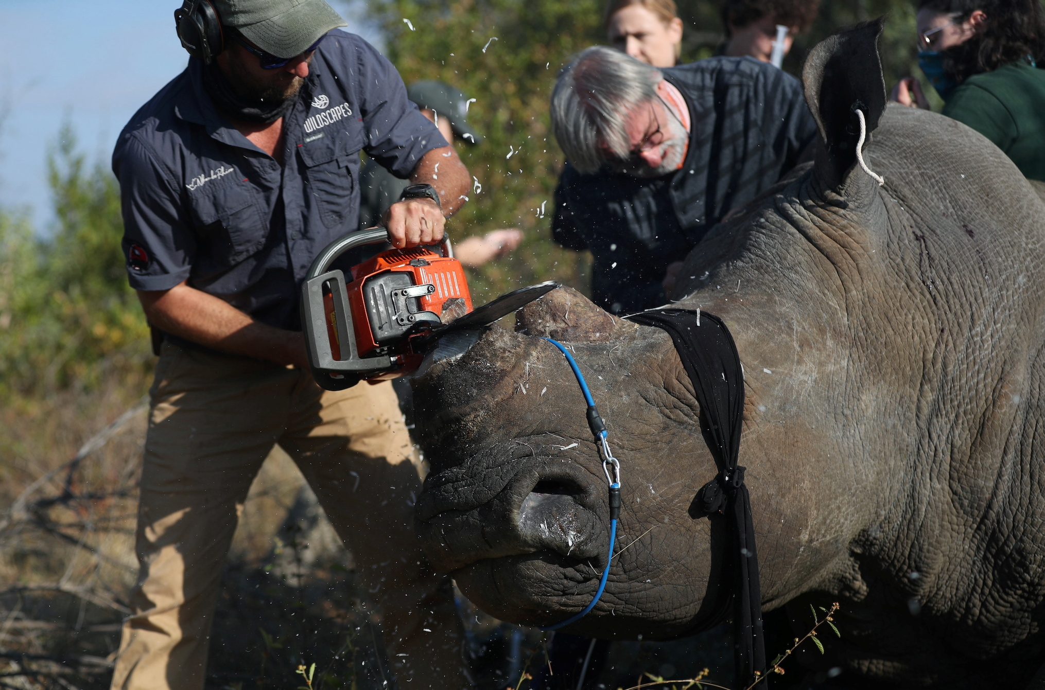 Rhino poachers are back after South Africa eases lockdown restrictions